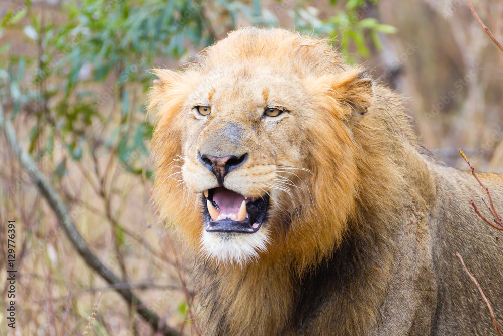 Lion from Kruger National Park, South Africa
