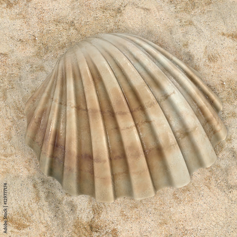 realistic 3d render of Cerastoderma Edule (Common Cockle) realistic 3d render of Cerastoderma Edule (Common Cockle)