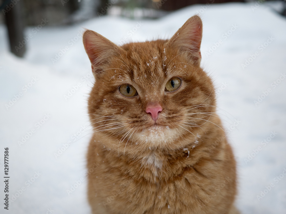 Portrait of a red cat frozen street. Cat in the snow against the backdrop of snowflakes. The concept of the problem of stray animals