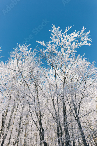 Winter landscape © Myvisuals