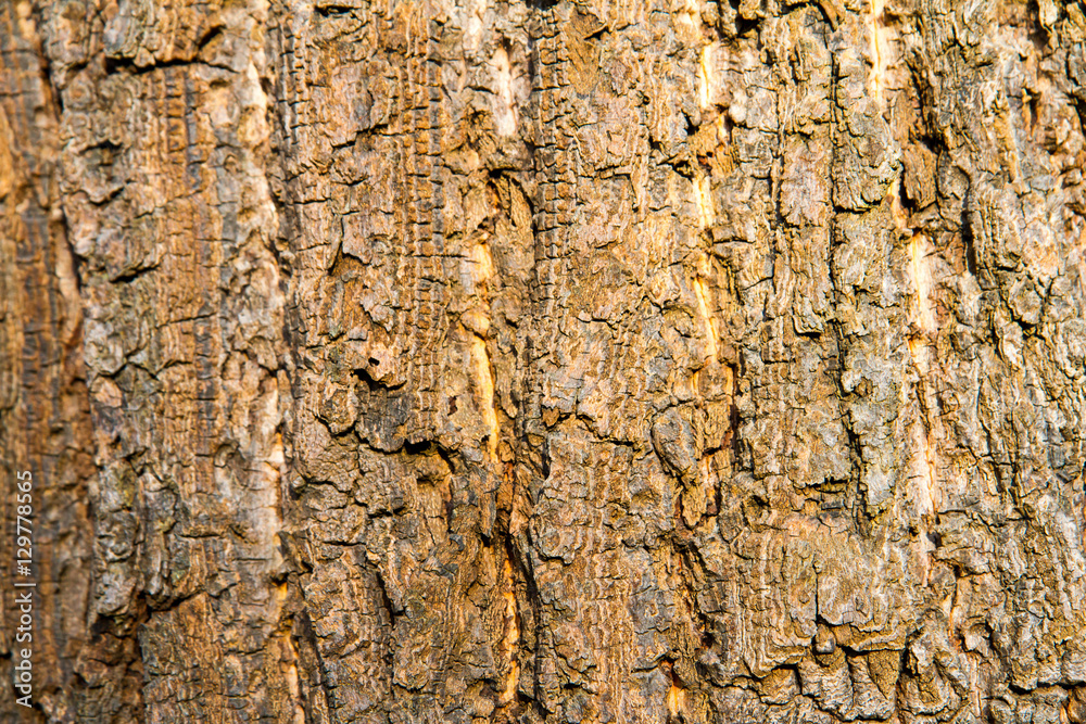 Obraz premium Bark Texture