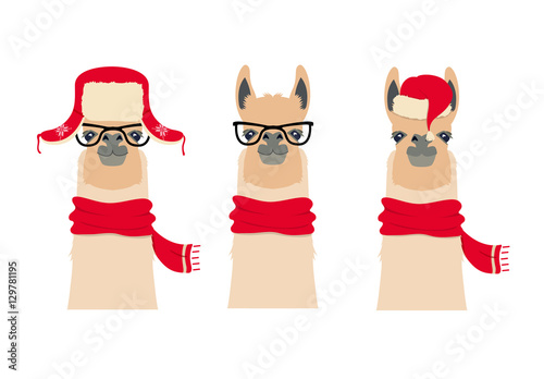 Vector Lama Head set in winter, christmas clothing and glasses