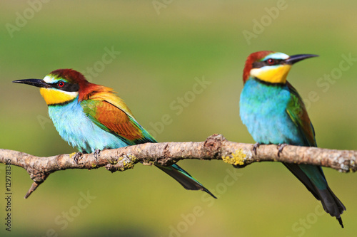 couple colored bird with beautiful feathers sitting on a branch