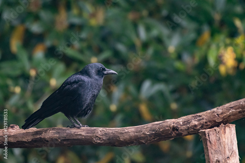 Crow Perched on Rustic Hand Rail