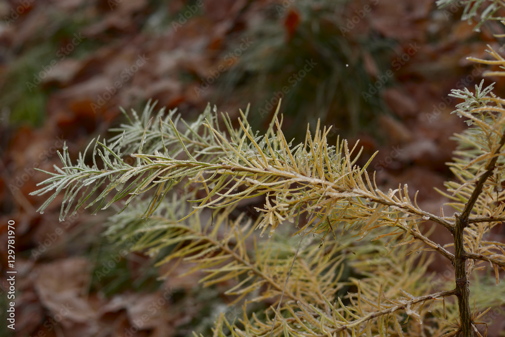 hoarfrost hoarfrost