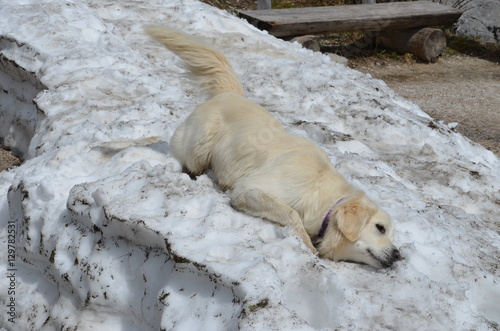 dog lie down on snow