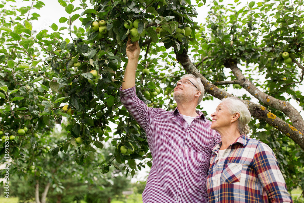 senior couple with apple tree at summer garden