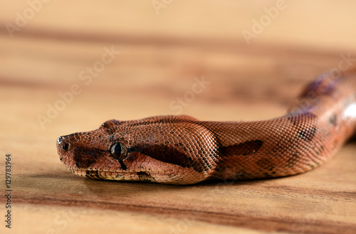 Φωτογραφία young boa constrictor imperator portrait