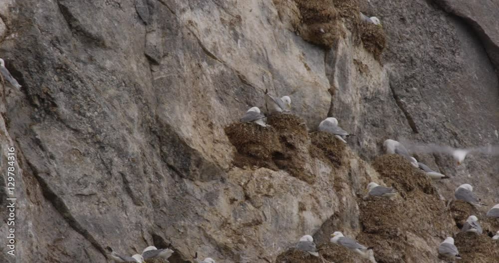 Kittiwakes Landing on Nests on Cliff Face Kittiwakes Landing on Nests on Cliff Face