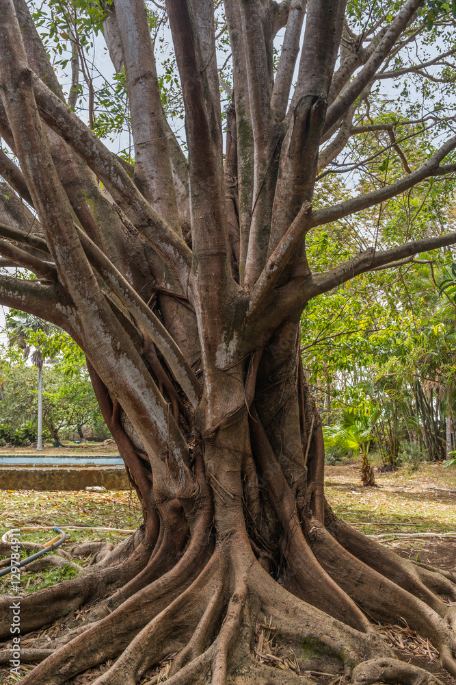 Obraz premium Pamplemousses botanical garden, Mauritius