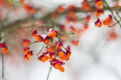 spindle or euonymus branch with fruits in winter photo