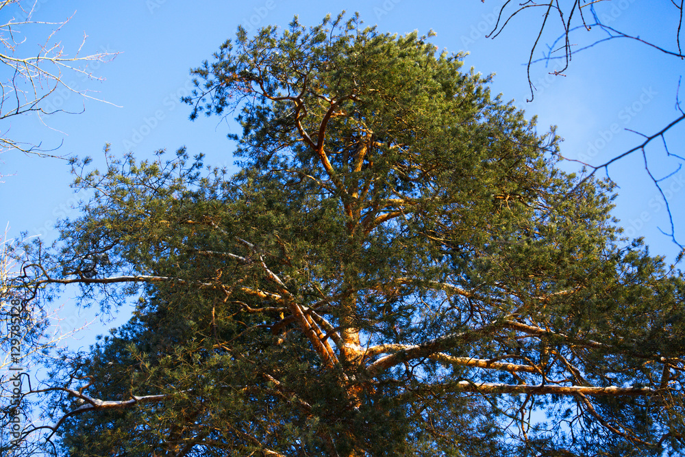 Obraz premium Крона кедра на фоне синего неба 