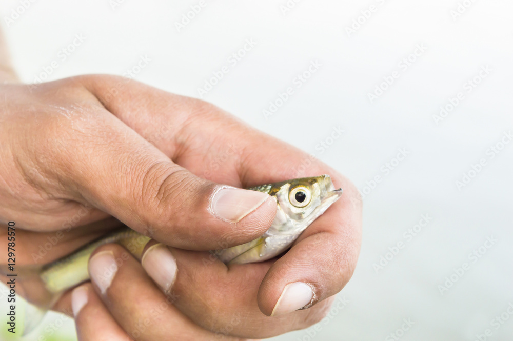 Little fish in fisherman hands isolated
