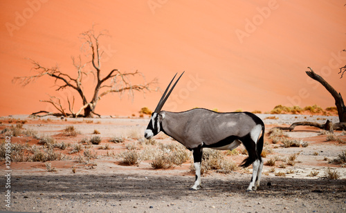 oryx in Africa