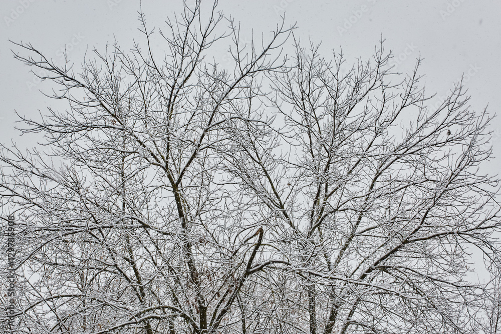 the winter tree with snow from russia