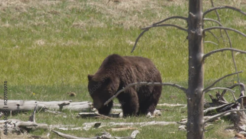 Yellowstone grizzly bear eats grass on sunny day Yellowstone grizzly bear eats grass on sunny day