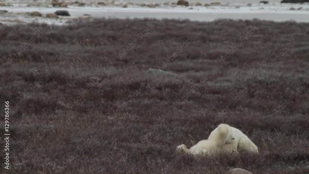 Slow motion - two polar bears wrestling in blowing snow of tundra Slow motion - two polar bears wrestling in blowing snow of tundra