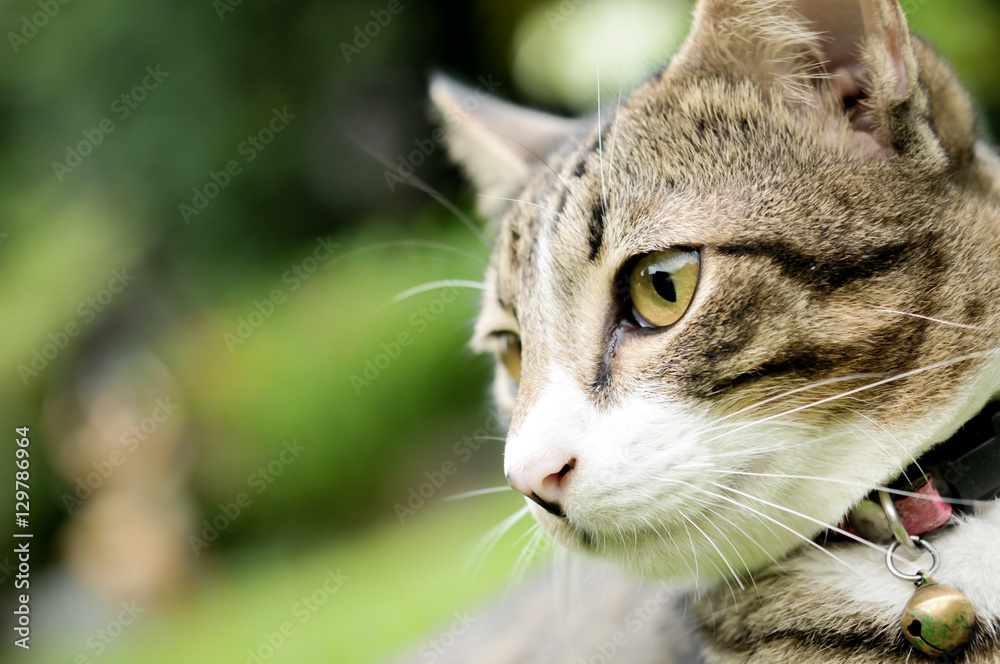 Siamese cat closeup on eye on green grass Siamese cat closeup on eye on green grass