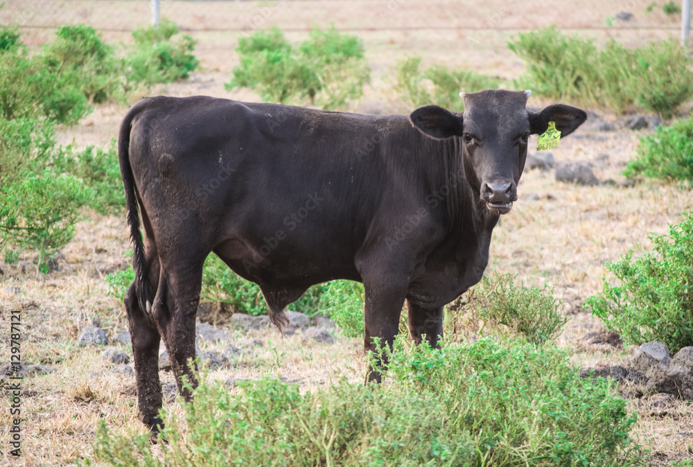 Wagyu steer is staring at the camera on a farm ranch Wagyu steer is staring at the camera on a farm ranch