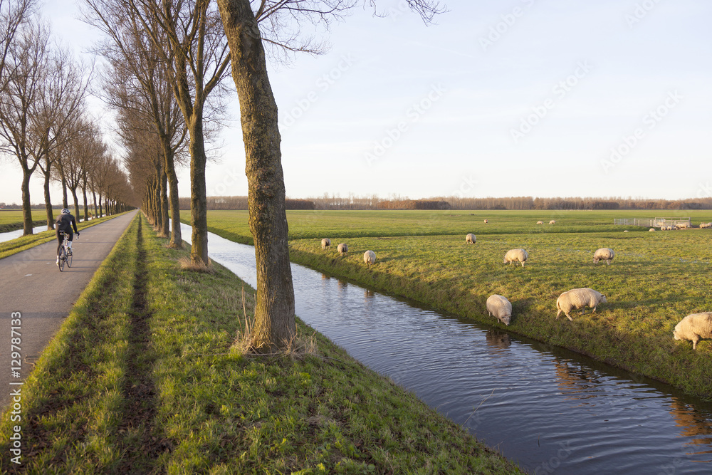 sheep in meadow and cyclist near purmerend north of amsterdam in sheep in meadow and cyclist near purmerend north of amsterdam in