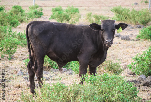 Wagyu steer is staring at the camera on a farm ranch
