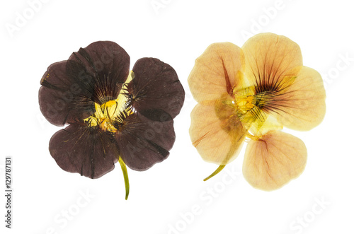 Pressed and dried delicate orange and brown flowers nasturtium (tropaeolum). Isolated on white background. For use in scrapbooking, floristry (oshibana) or herbarium.