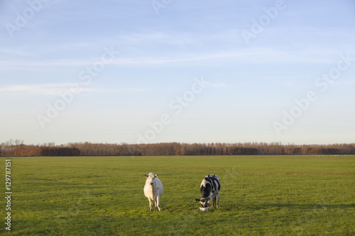 two cows in meadow of polder purmer near purmerend north of amst