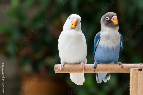 Blue and white lovebird standing on the perch on blurred garden background photo
