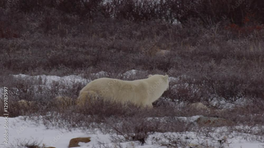 Nervous mother polar bear leads her cubs briskly through snowy willows Nervous mother polar bear leads her cubs briskly through snowy willows