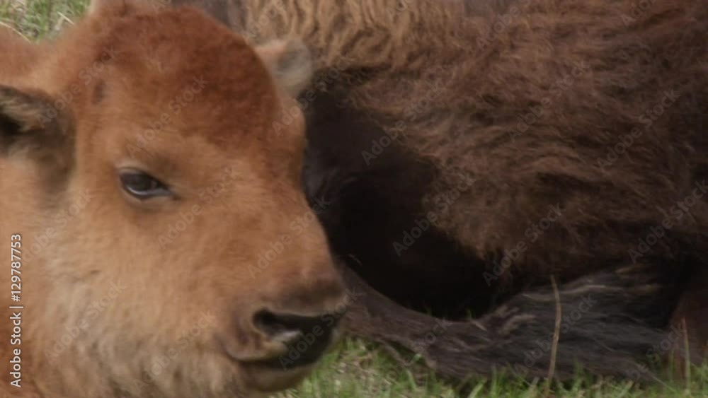 Close on bison calf lying in grass with mothers rump in back Close on bison calf lying in grass with mothers rump in back