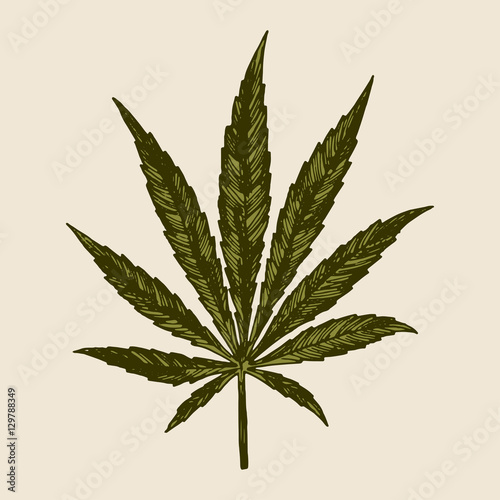 marijuana leaf drawing. sativa vintage leaf etching.