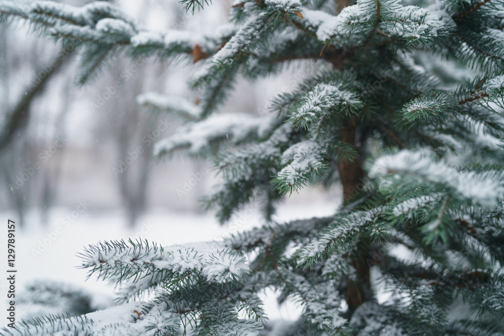 winter photo of blue fir covered with fresh snow, closeup photo winter photo of blue fir covered with fresh snow, closeup photo