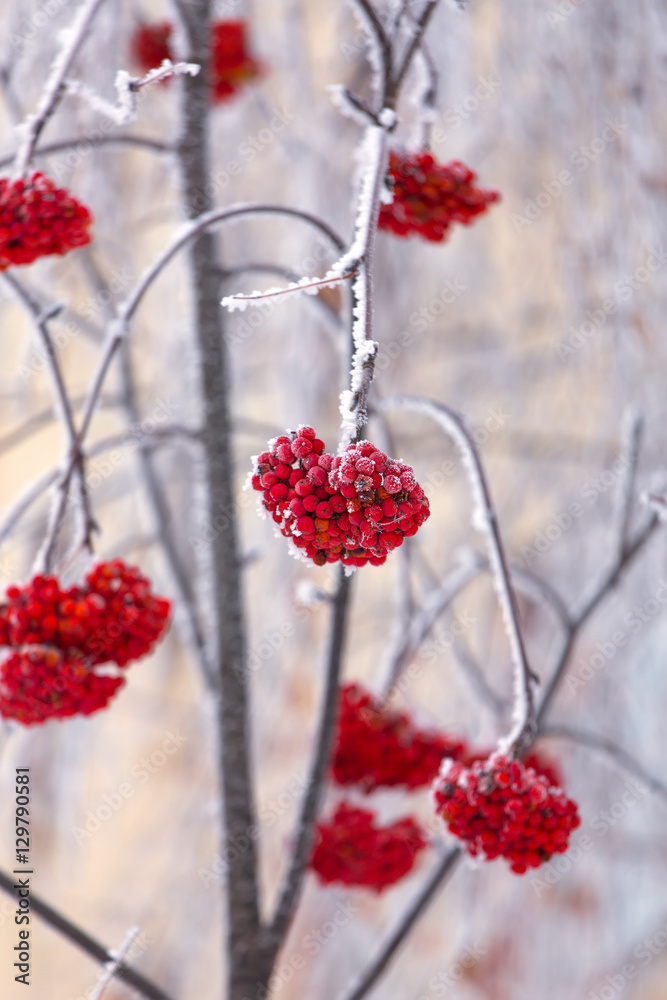 Vibrant red rowan berries covered by snow on tree branches. Vibrant red rowan berries covered by snow on tree branches.
