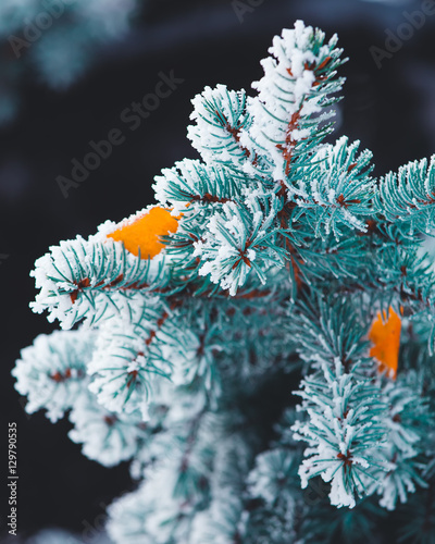 Vertical nature close up of covered by snow blue fir tree branch