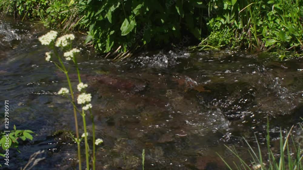 Slow motion of trout in small stream sheltering behind rock on sunny day Slow motion of trout in small stream sheltering behind rock on sunny day