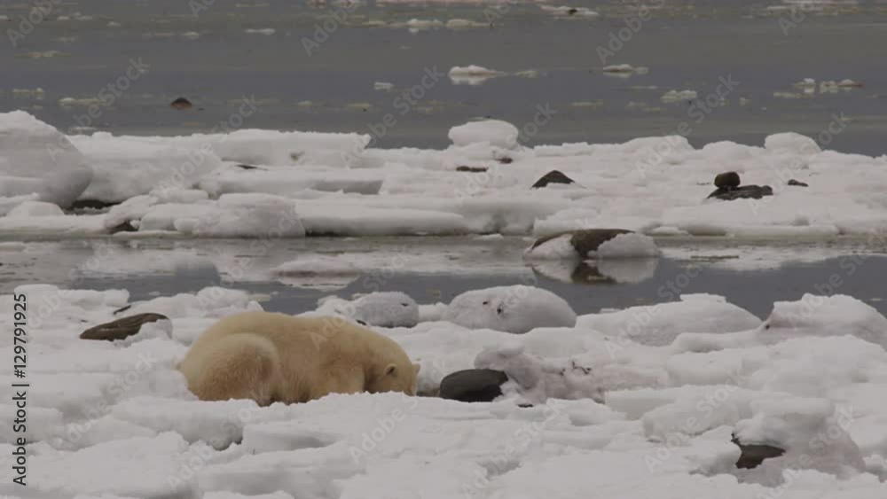 Polar bear on icy arctic coast chews kelp near water Polar bear on icy arctic coast chews kelp near water