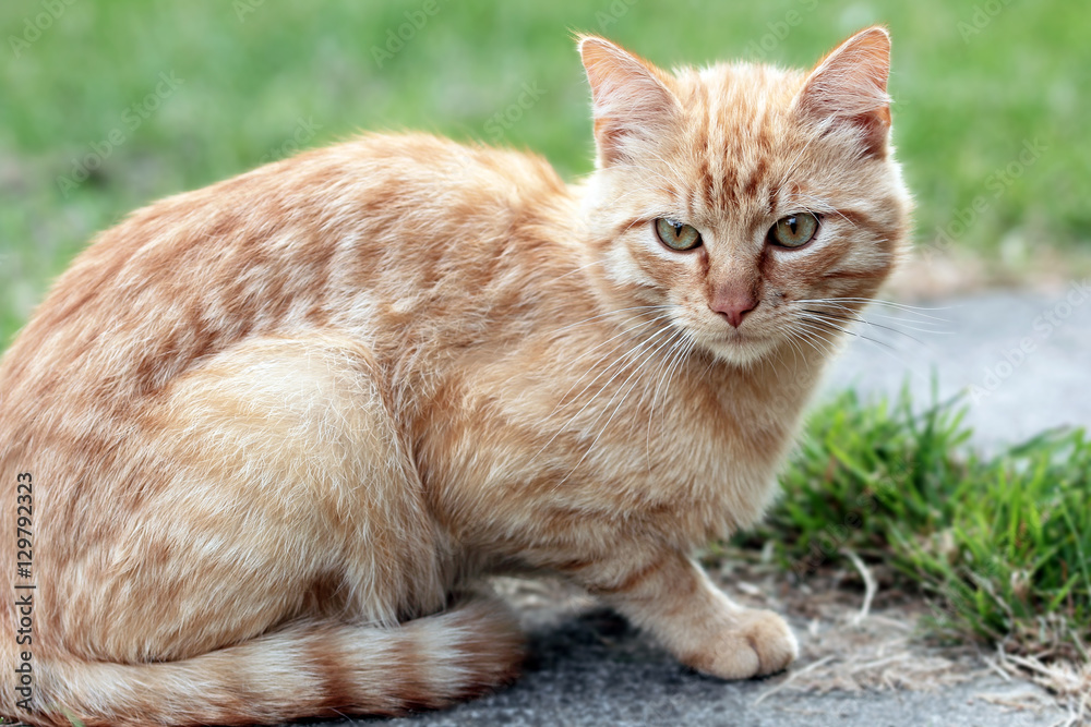 Chat Commun Roux De Gouttiere Stock Photo Adobe Stock