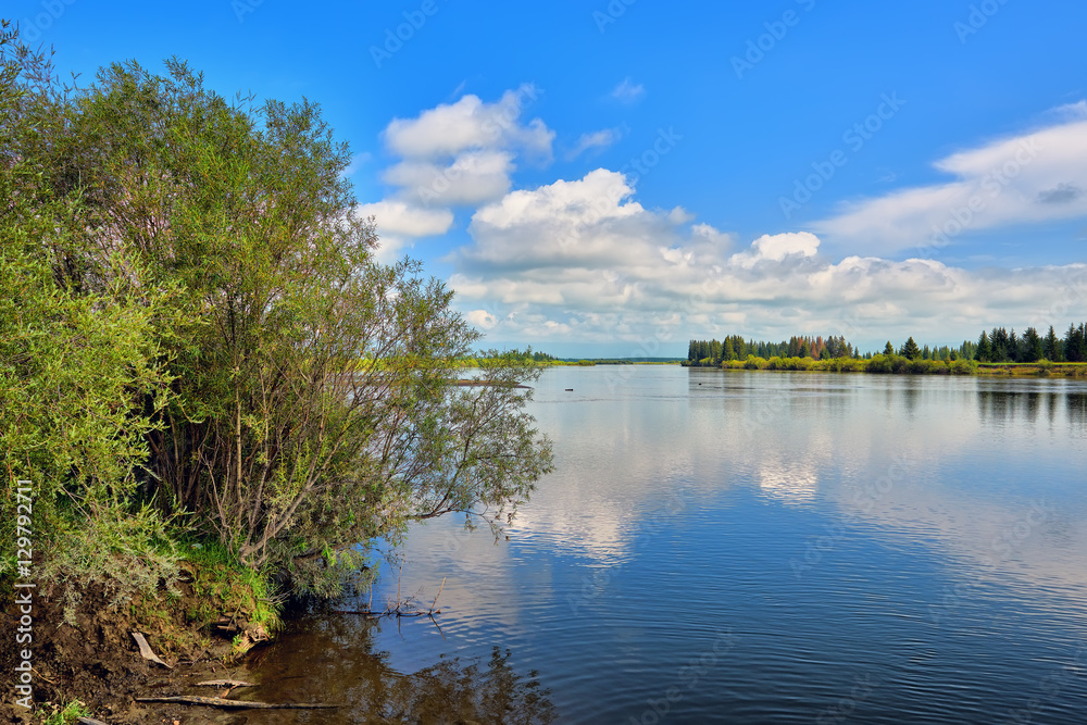 Green willow on bank of Irkut River Green willow on bank of Irkut River