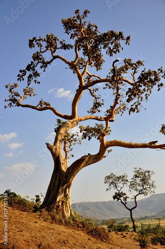 Beautiful tree in Ethiopia