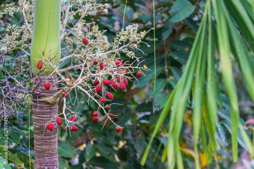 Cyrtostachys Renda ornamental plant in gardens. photo