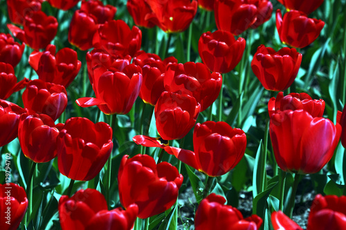 Red tulips 5