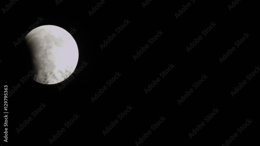 Time lapse - bright moon passes tops of shrubs at night Time lapse - bright moon passes tops of shrubs at night