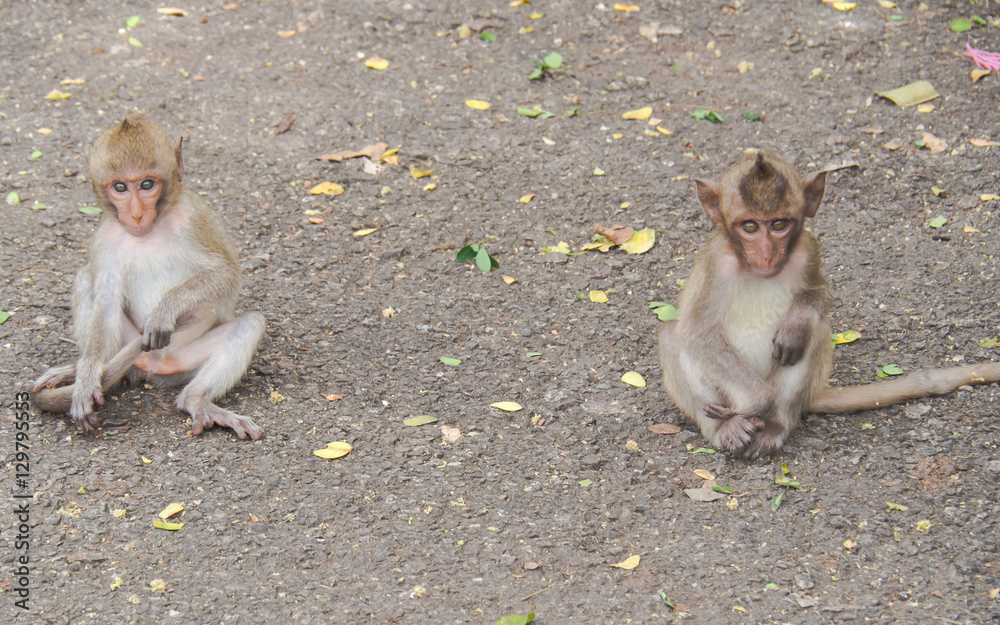 Fototapeta premium The Monkeys in the wild.
