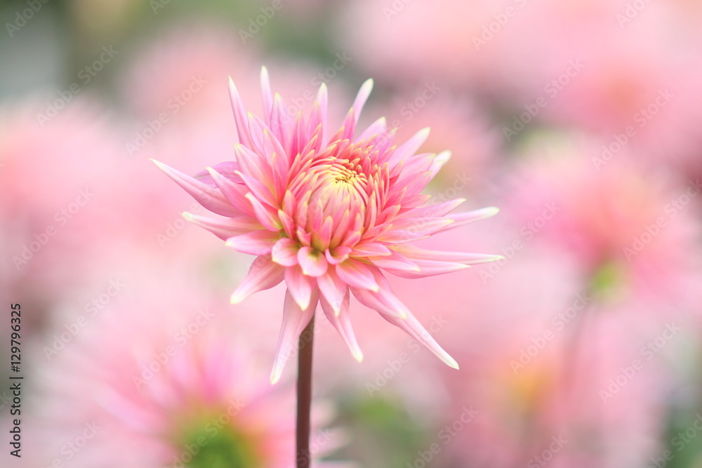 Obraz premium ピンクのダリア