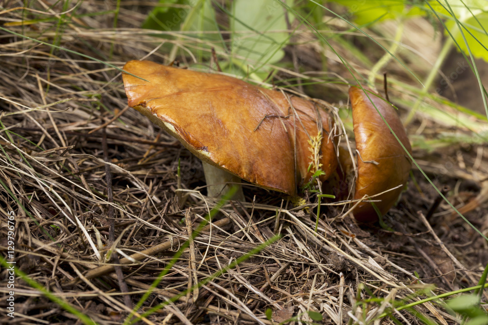 the edible mushrooms the edible mushrooms