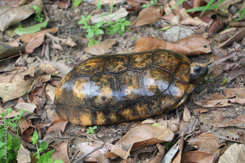 turtle in Suriname 