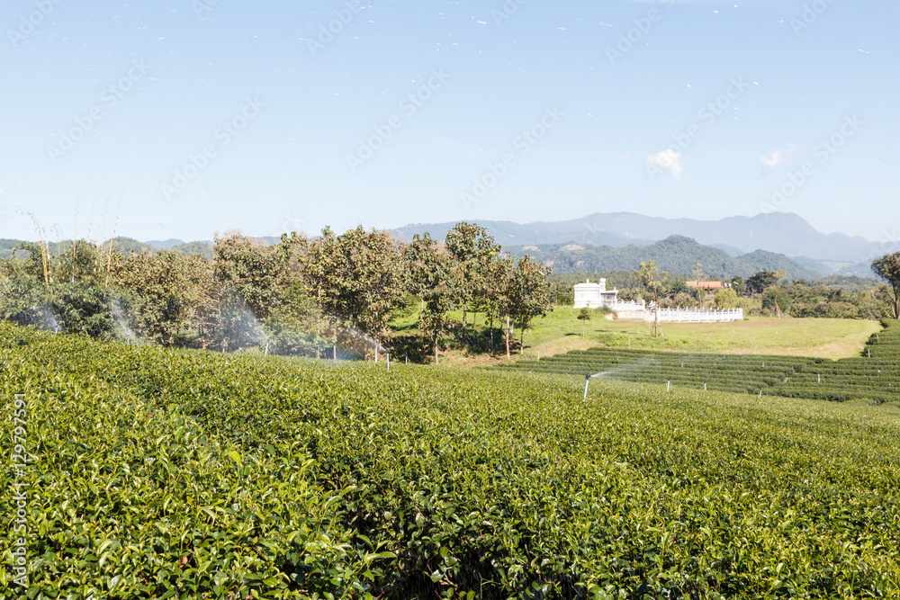 Green tea plant farm