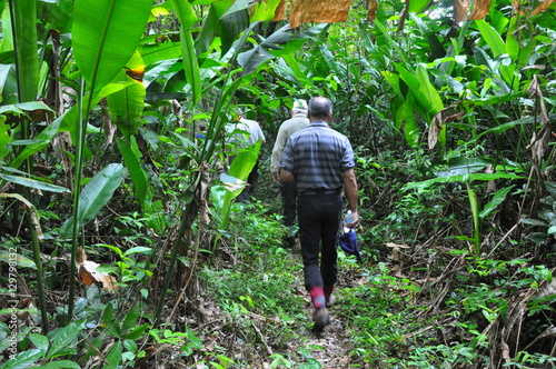 Jungle Trekking in Suriname