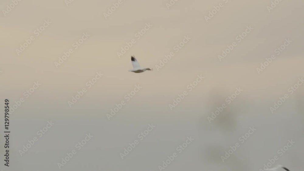 Slow motion - snow geese fly over field turn and leave Slow motion - snow geese fly over field turn and leave
