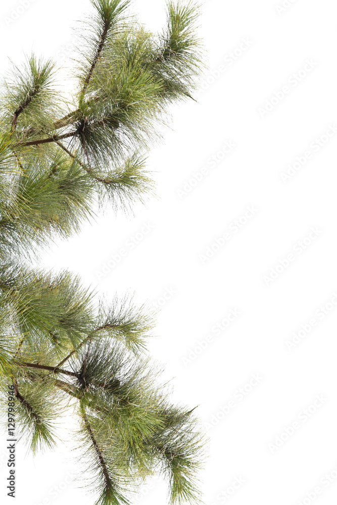 pine leaf background on white background with blank space for text pine leaf background on white background with blank space for text